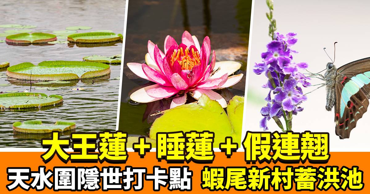 香港秘景｜蝦尾新村蓄洪池全新面貌，欣賞 25 種植物，觀察奧妙的小生物世界！