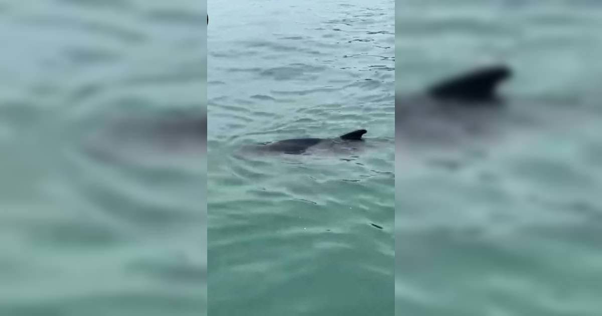 香港再有鯨魚出沒　疑似受傷間中露出水面　港人：勿再追鯨！