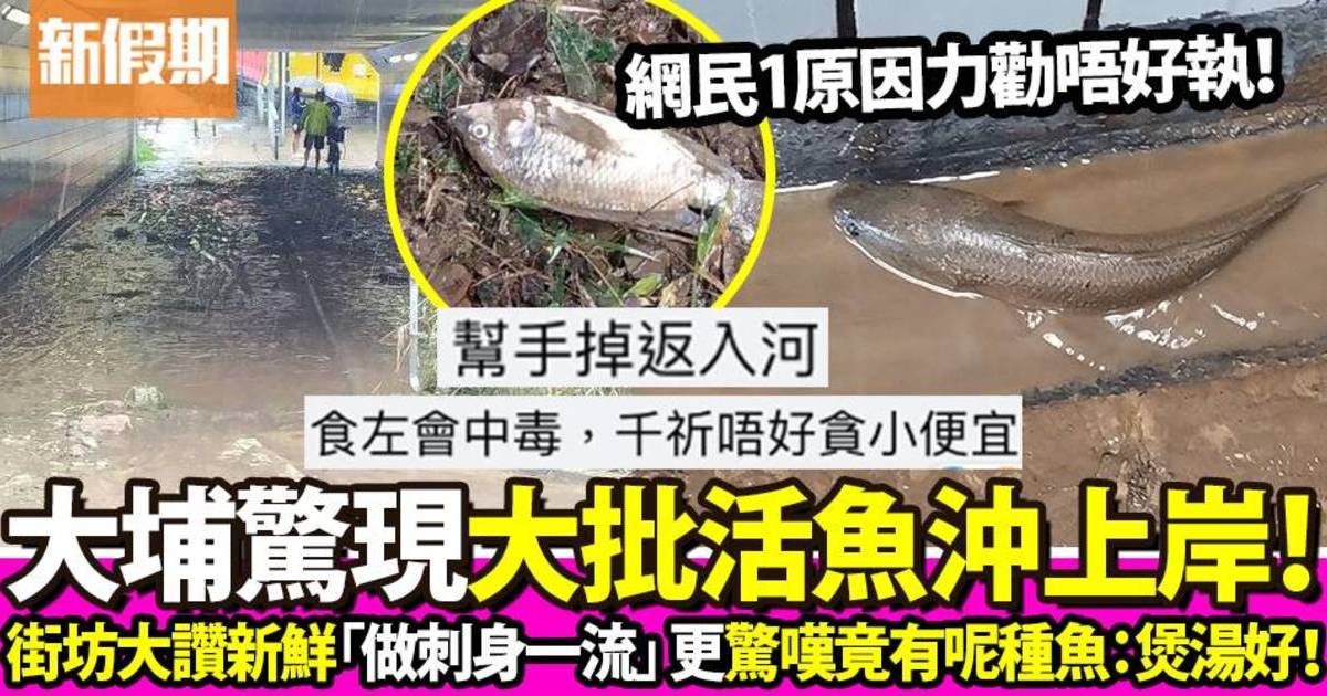 世紀暴雨後大批活魚湧上大埔岸邊 街坊大讚新鮮生猛