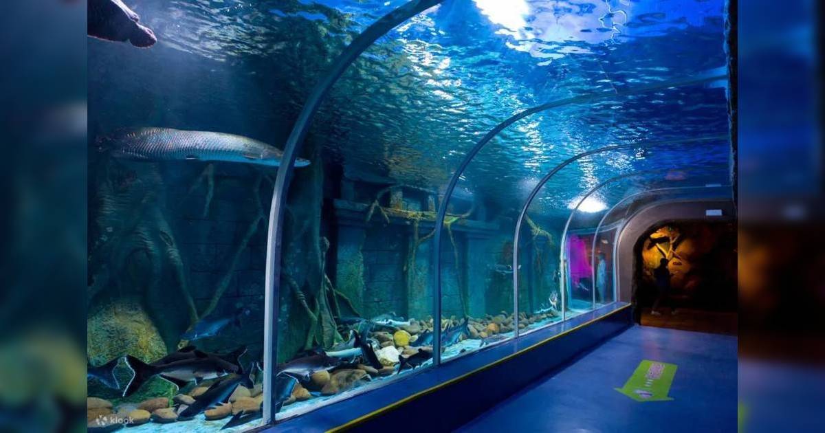 深圳觀瀾海洋世界 打卡必到60米海底隧道＋1萬呎超大型水族館