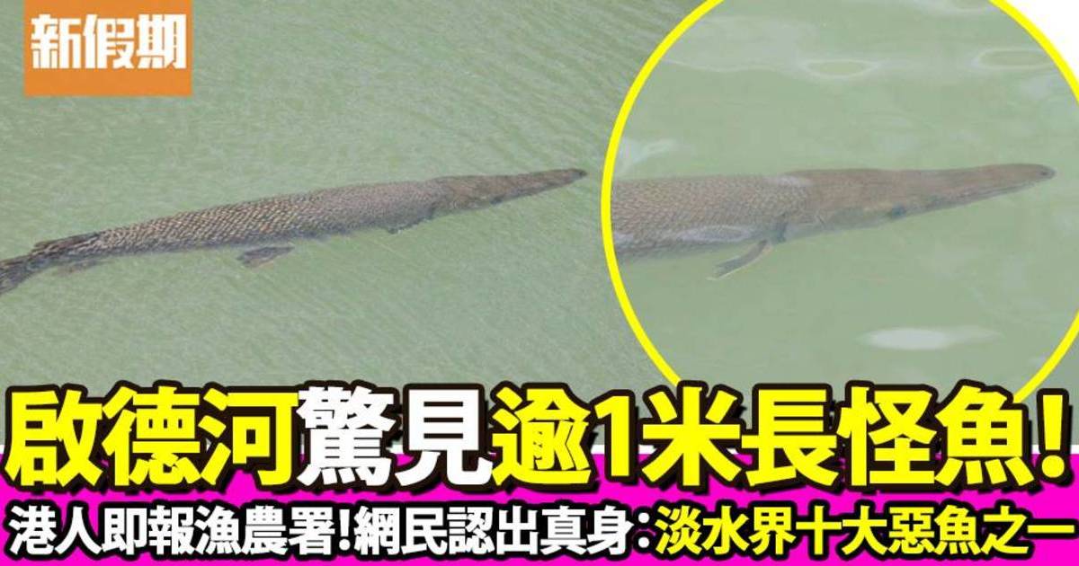 啟德 Facebook@香港街市魚類海鮮研究社