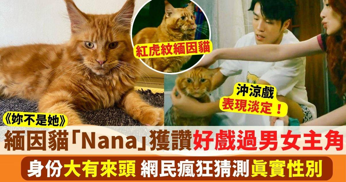 妳不是她｜緬因貓「Nana」意外爆紅 網民激讚：好戲過男女主角