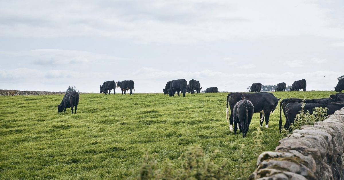 英國超市Co-op支持畜農 與供應商一齊減碳