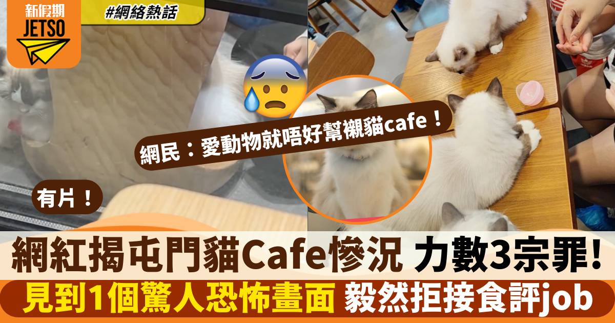 網紅揭屯門貓Cafe驚人慘況 力數3宗罪! 網民：真係愛動物就唔好幫襯貓cafe！