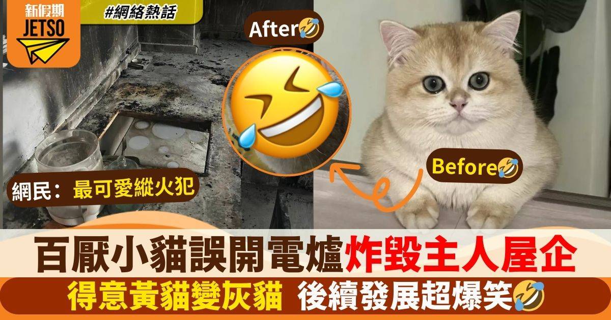 英國短毛貓