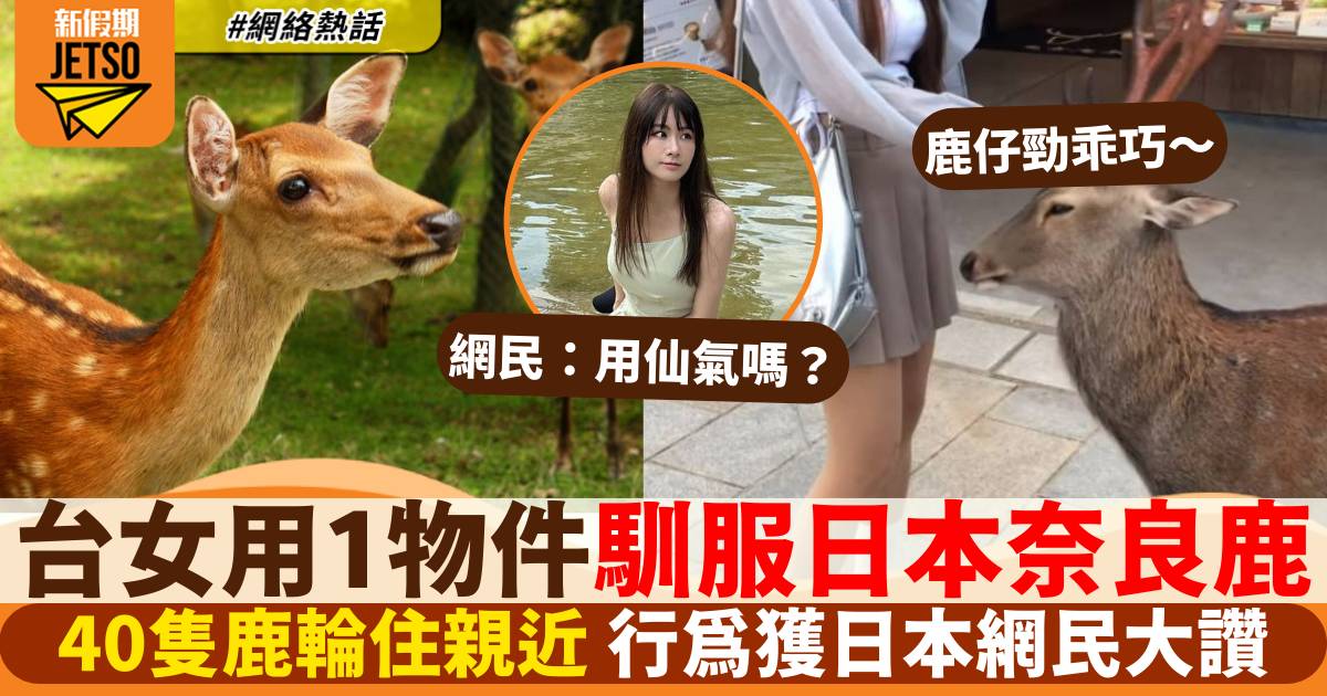 有片｜台灣女生用1物件收服奈良鹿群 40隻鹿輪住親近勁溫馴！