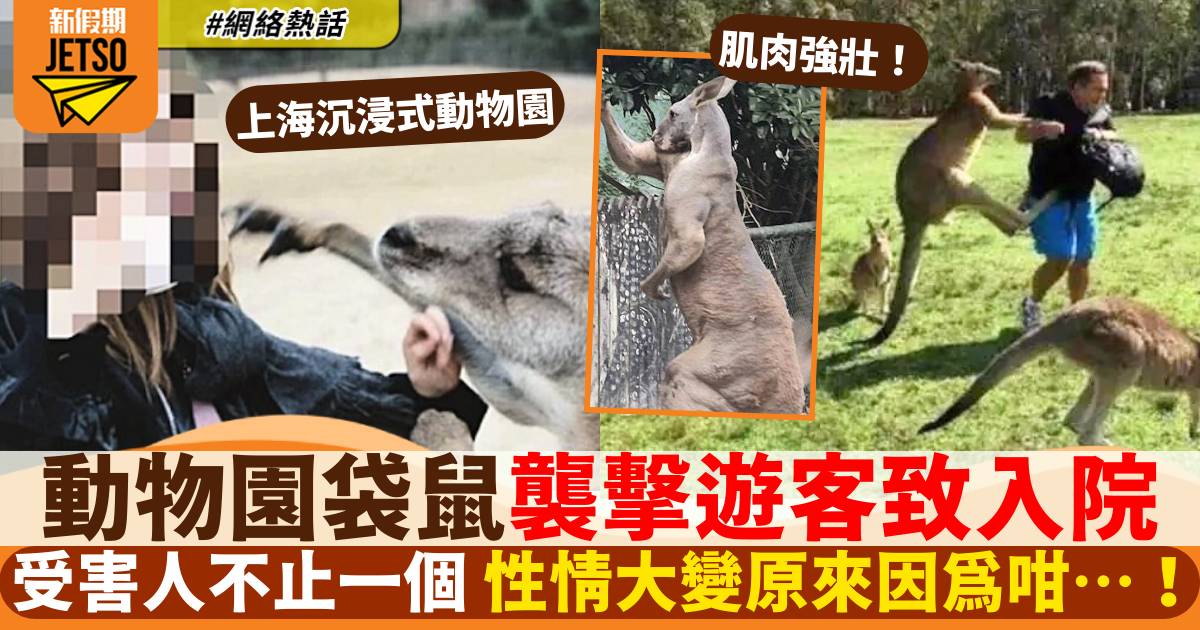 上海野生動物園袋鼠暴打遊客致入院「已不止一次」性情大變真相曝光