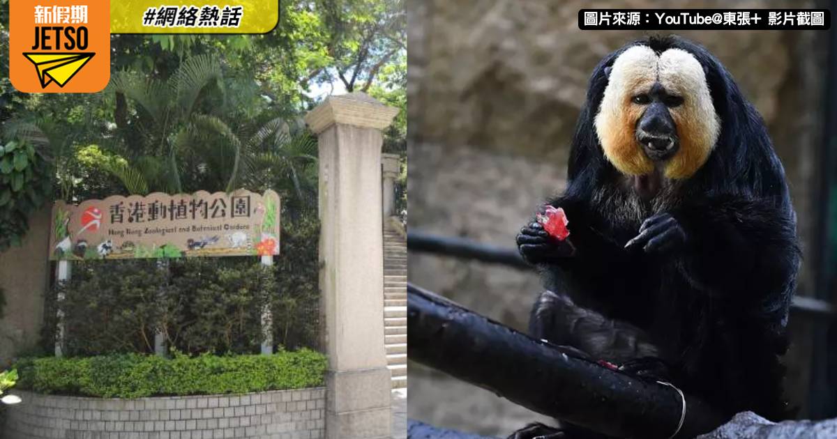 動植物公園增至9隻猴子死亡 專家團隊已開展解剖和化驗工作 望盡快查明死因