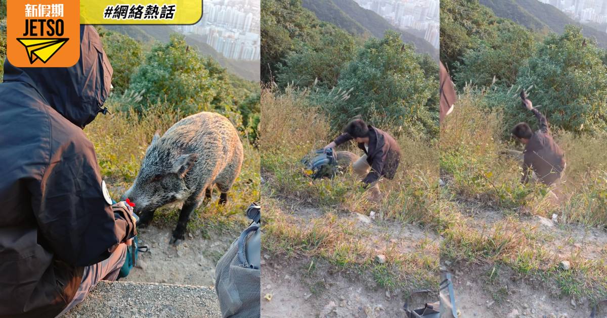 有片｜內地女行飛鵝山遭野豬搶背囊 勇武友人奪回行裝卻因1事被鬧爆