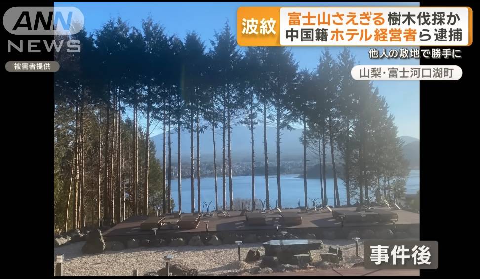 日本 非法砍樹 並在樹木注入除草劑令樹幹枯萎。(圖片來源:YouTube@ANNnewsCH)
