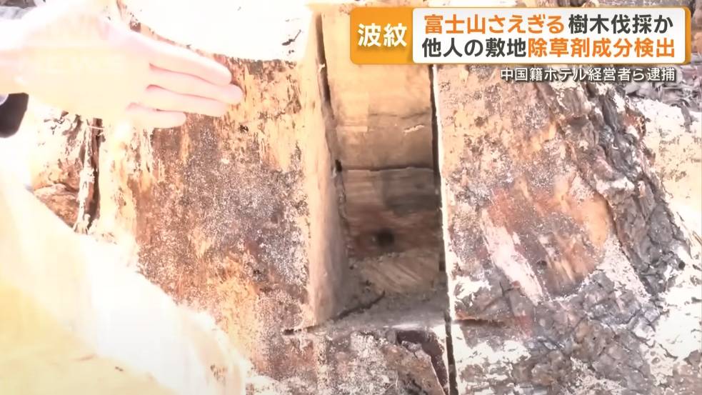 日本 非法砍樹 日本新聞媒體《ANN News》把取走其中一棵倒下的樹木的部分根部進行化驗。(圖片來源:YouTube@ANNnewsCH)