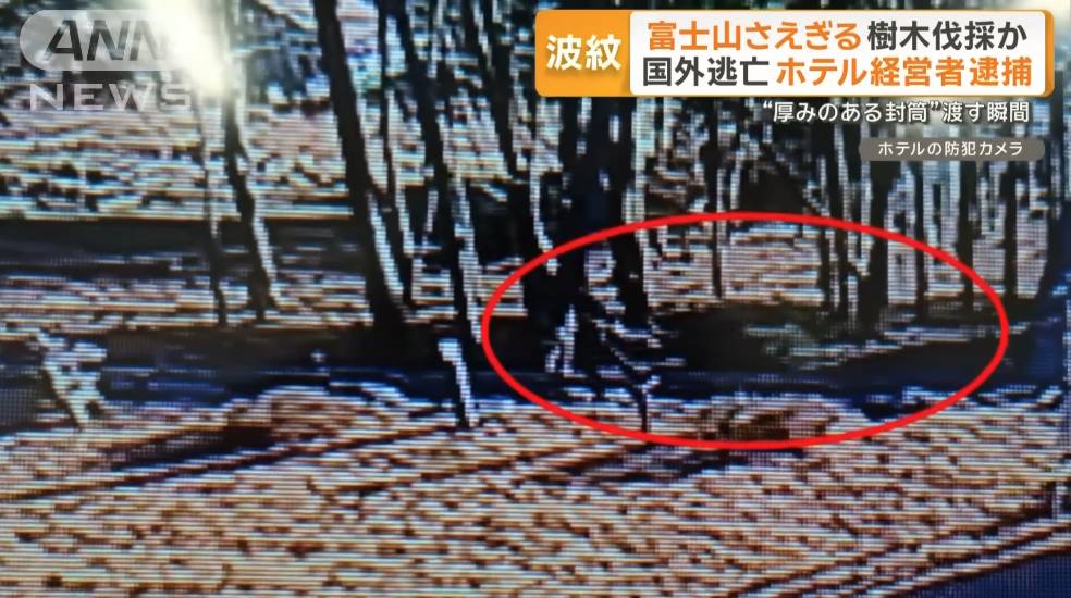 日本 非法砍樹 (圖片來源:YouTube@ANNnewsCH)