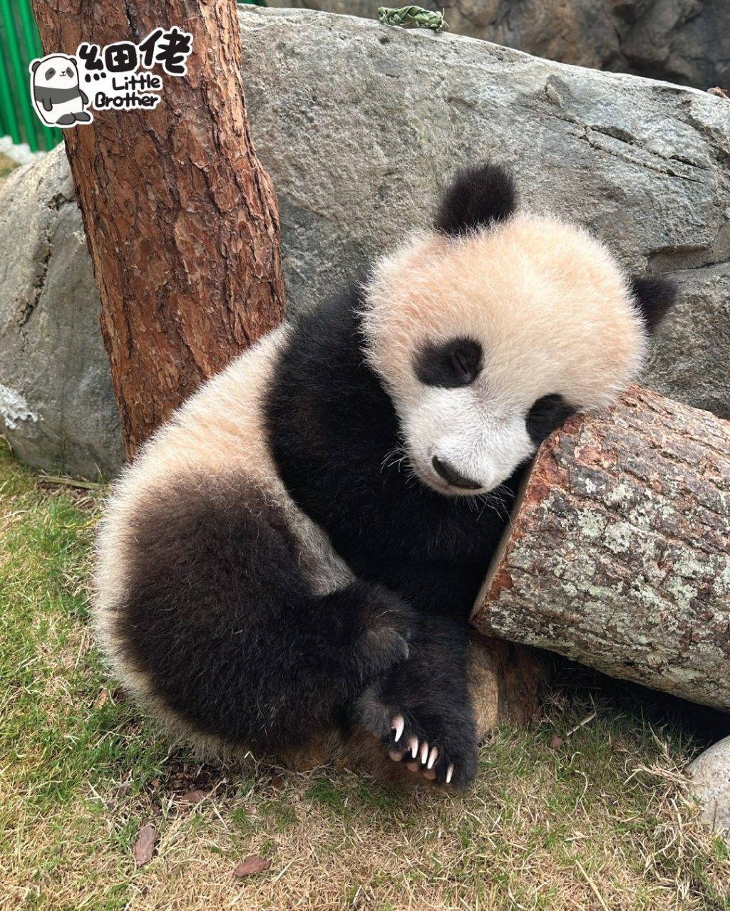 大熊貓 (圖片來源:FB@香港海洋公園 Ocean Park Hong Kong)