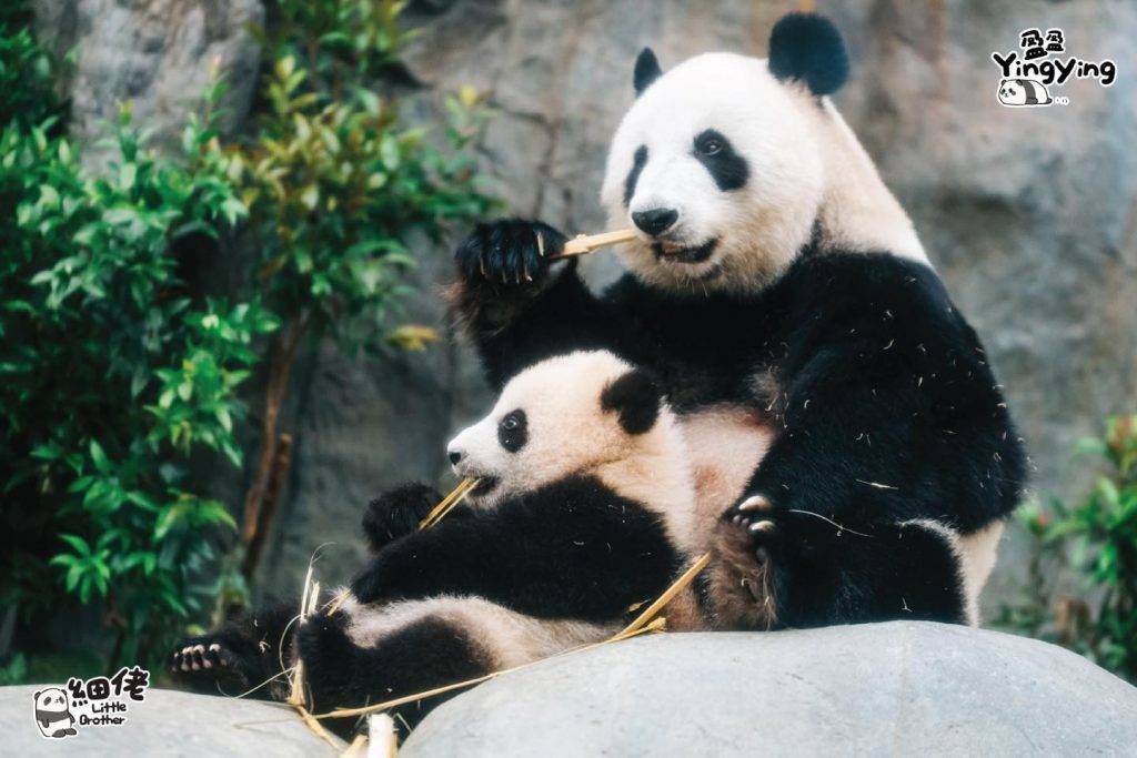 大熊貓 (圖片來源:FB@香港海洋公園 Ocean Park Hong Kong)