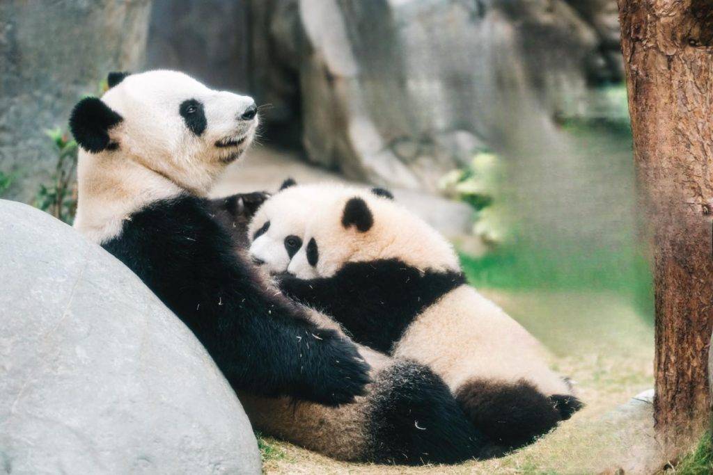 大熊貓 海洋公園今日(27日)正式公佈這對可愛龍鳳胎的名字,正式命名為「加加」和「得得」。(圖片來源:FB@香港海洋公園 Ocean Park Hong Kong)