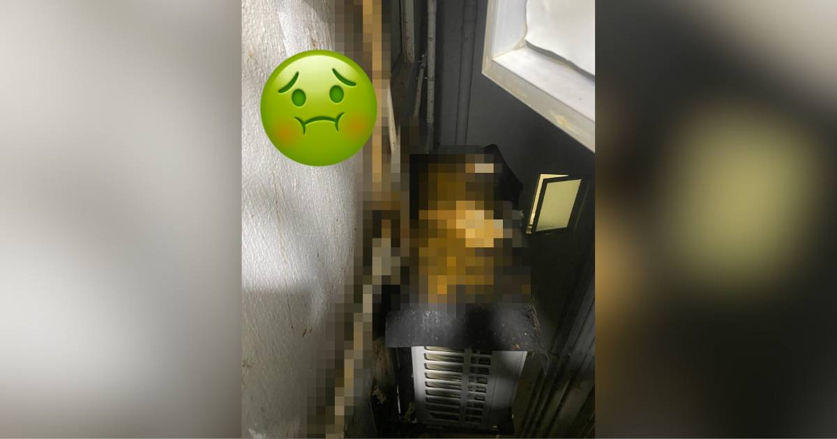 港女慘遭樓上鄰居「掟屎」 住宅外牆遍佈「黃金」 崩潰求救驚動《東張西望》