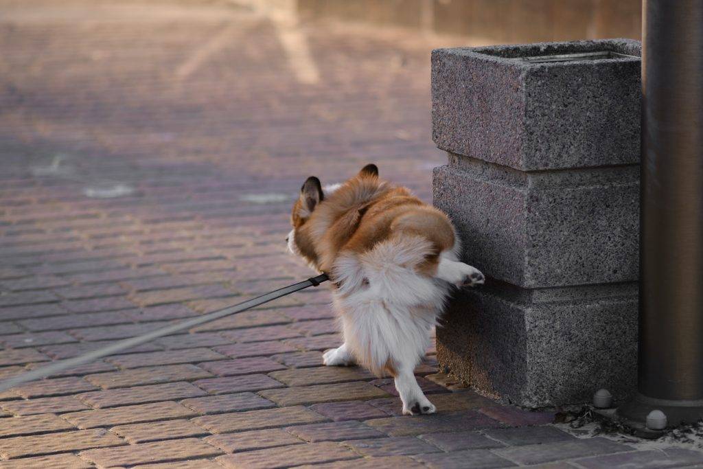 狗 (圖片來源:istock)