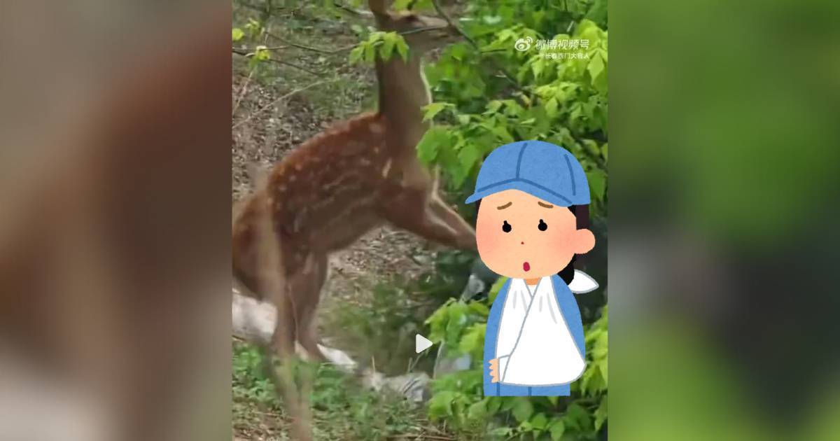 內地女為打卡靠近初生小鹿 突遭母鹿激動飛踢受傷 下場曝光兼被網民鬧爆