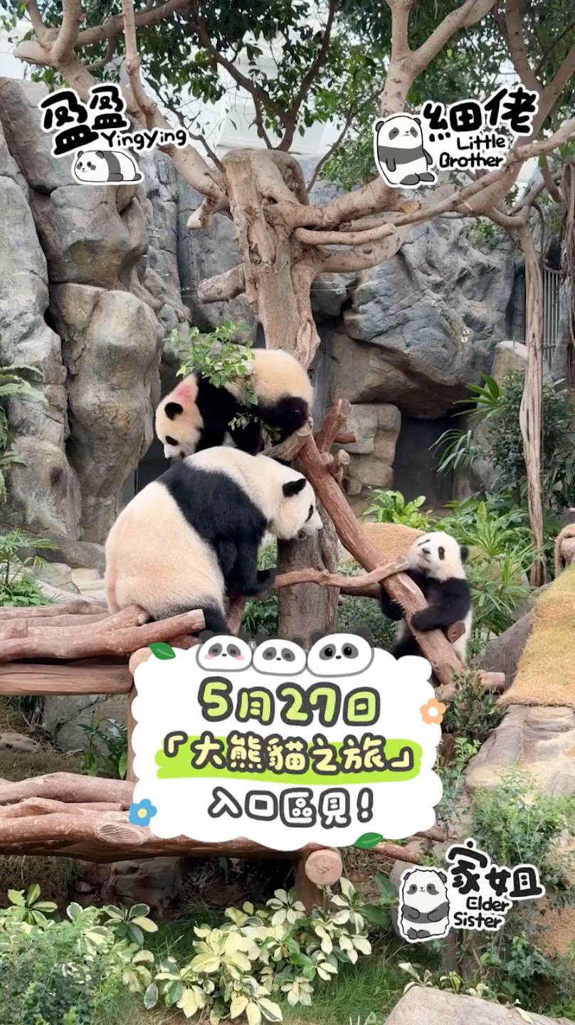 大熊貓 龍鳳胎 海洋公園動物及保育部主管祝效忠表示,在母親及熊貓護理團隊的悉心引導下,家姐及細佬將學習攀爬多變的山坡及高樹,展現追逐嬉戲、滑過大石和草坡等矯健身手。(圖片來源:FB@香港海洋公園 Ocean Park Hong Kong)