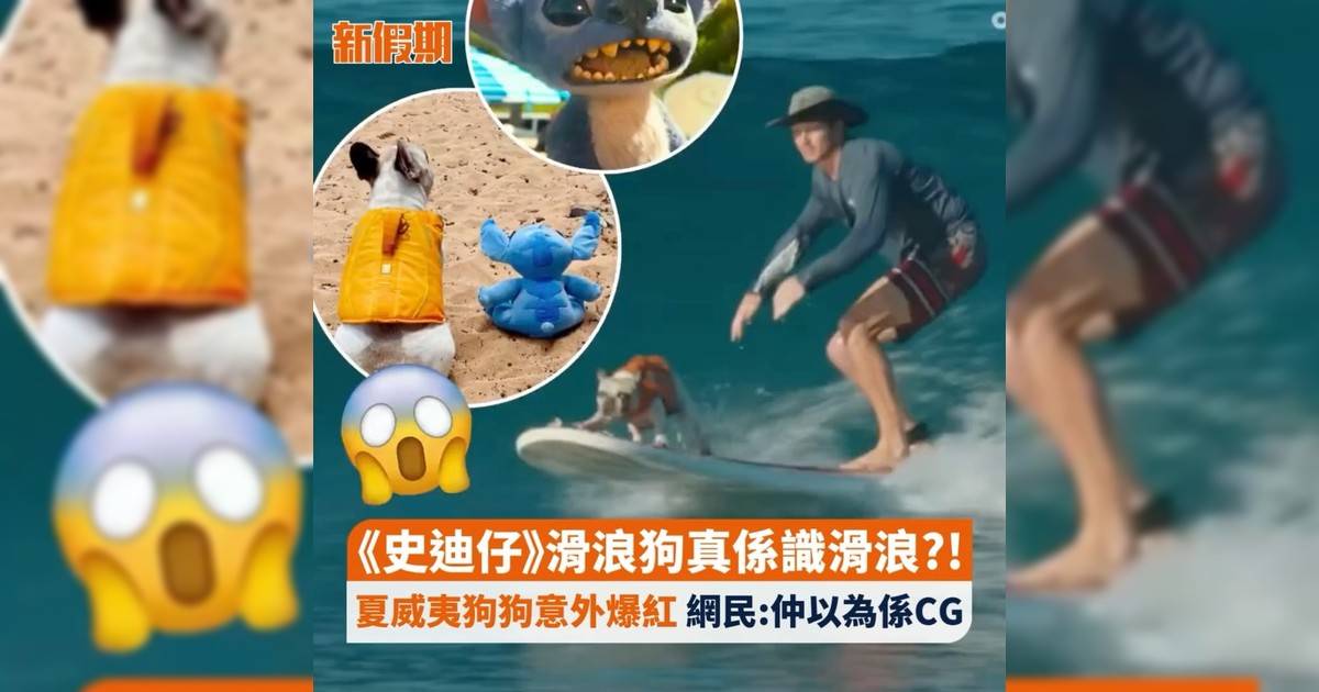 《史迪仔》滑浪狗真係識滑浪?! 夏威夷狗狗意外爆紅 網民:仲以為係CG