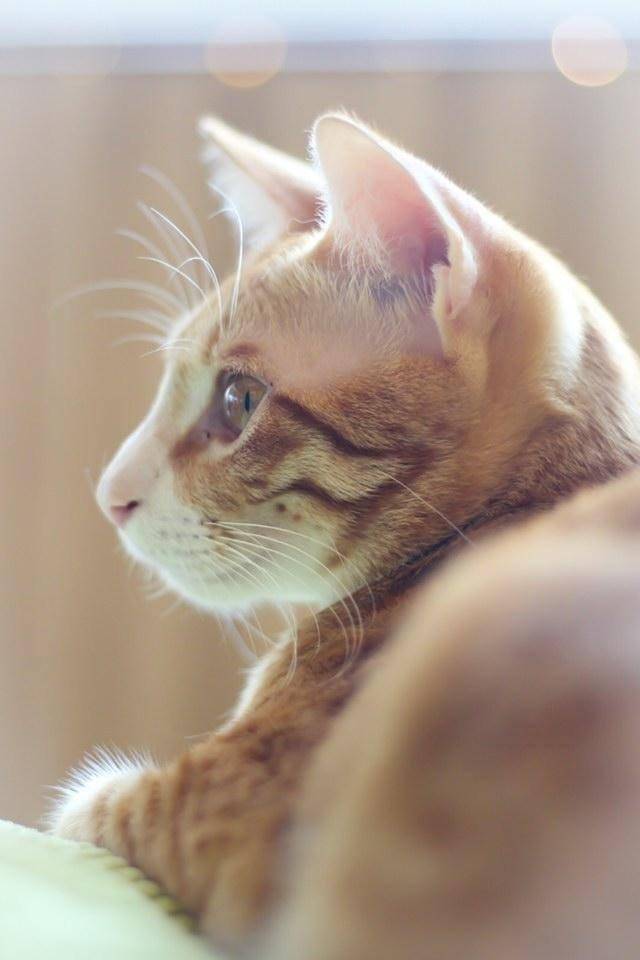 推介|. 貓之茶房