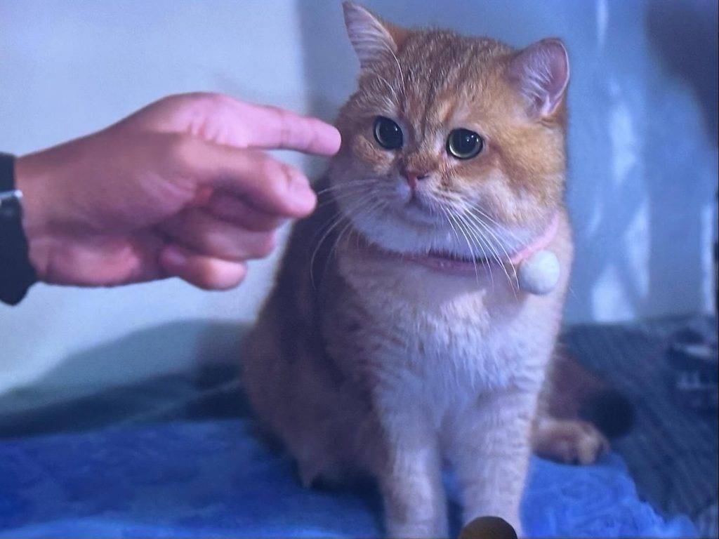 光明大押 每個眼神都好識交戲!(圖片來源:ViuTV)