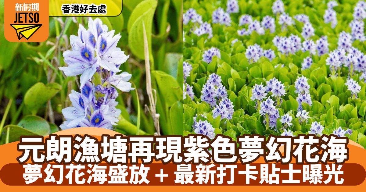 鳳眼藍香港2025｜元朗漁塘再現紫色夢幻花海 花期盛放打卡貼士曝光！