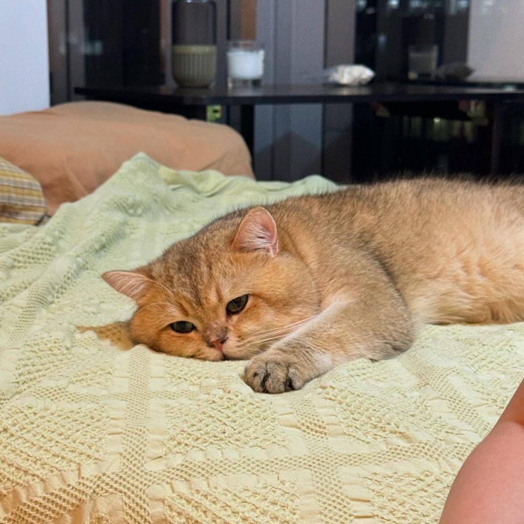 光明大押 (圖片來源:IG@jaijai_neko)