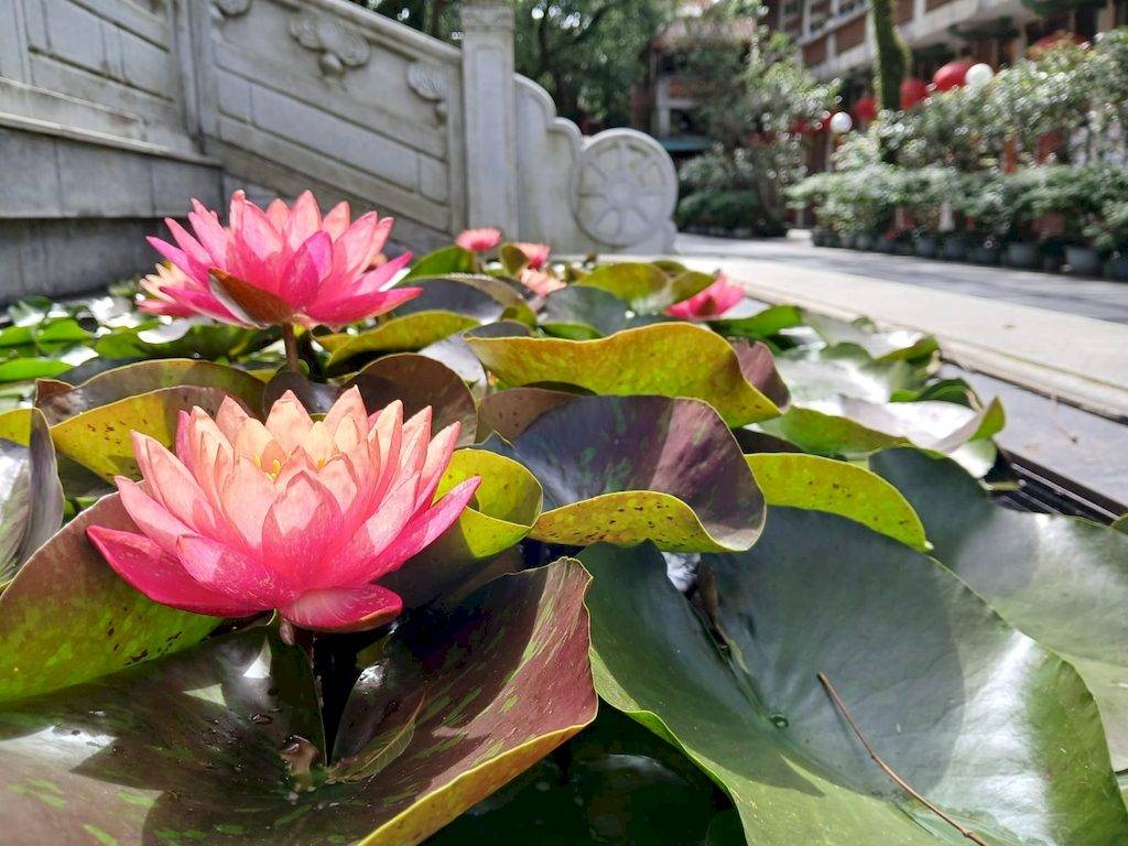 昂坪荷花展 天壇大佛 (圖片來源:旅發局)