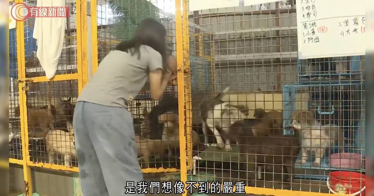 黑雨下好人好事！元朗義工齊心撤離逾60狗隻 最新救援情況曝光