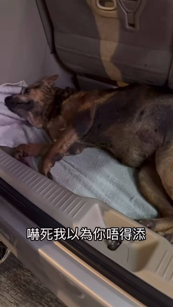 毛毛 年邁的狗狗「毛毛」身體狀況非常危急(圖片來源:Threads截圖)