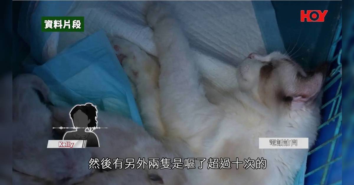 貓主網購水貨糧出事｜4隻愛貓集體嘔血揭恐怖真相！議員促政府盡快立法