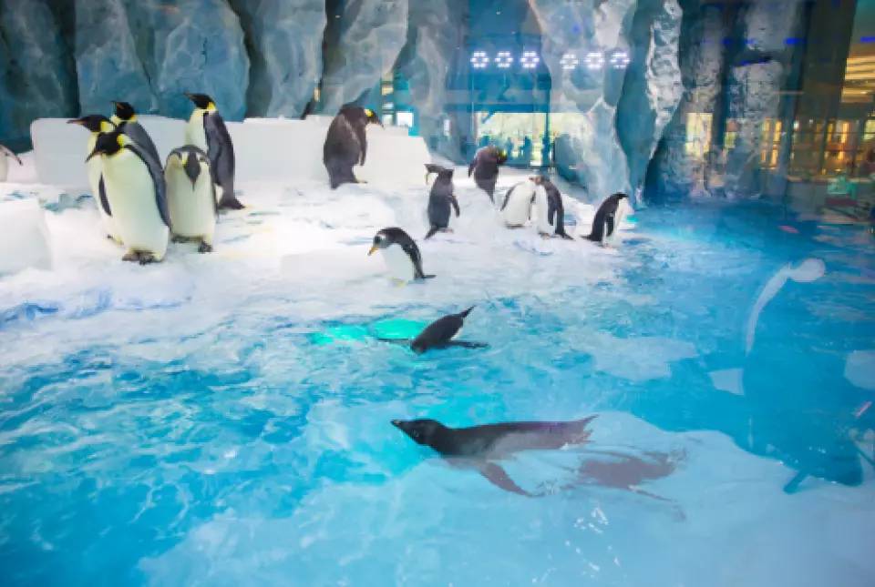 珠海長隆企鵝酒店 (圖片來源:KKday)