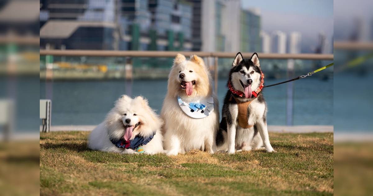 啟德承豐道公園「毛孩同樂日」！動物傳心師、訓練師、攝影師工作坊