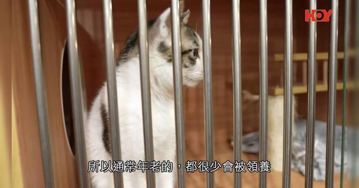 「疫情寵物」爆心酸棄養潮｜9歲老貓慘遭主人送死 負責人一句話揭殘酷真相？