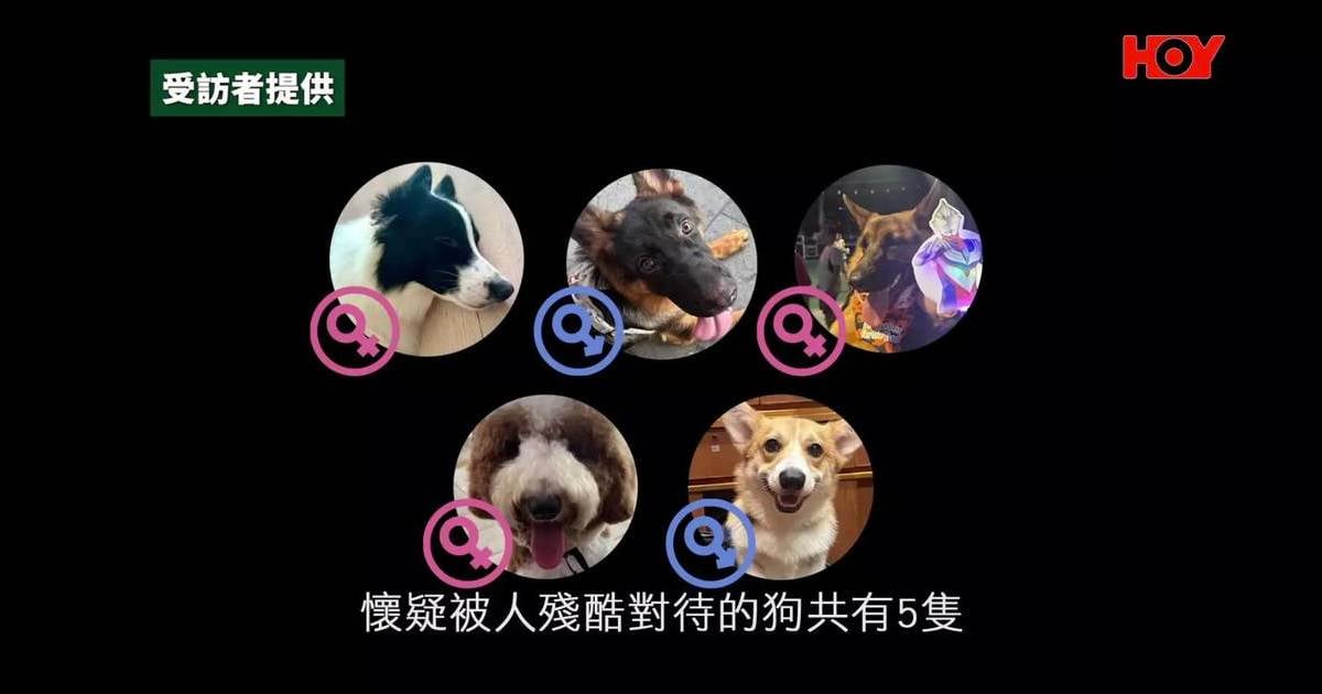 駭人虐畜案｜女狗主Bella涉6貓狗死亡 前男友驚爆分手後屋企變糞池驚見2貓屍！