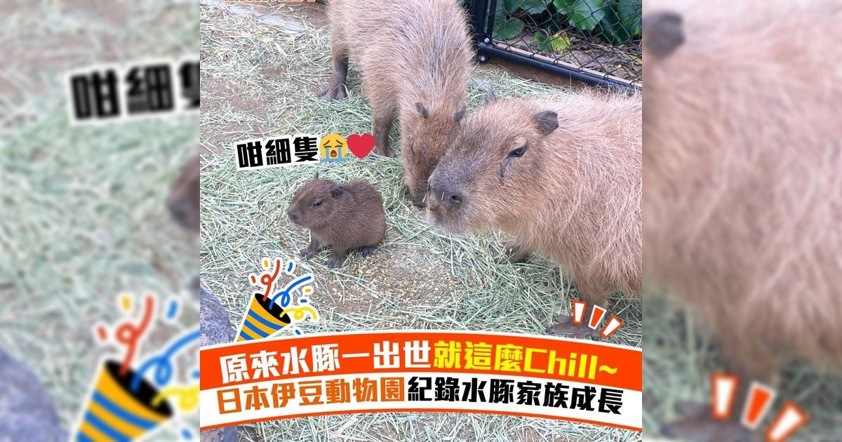 原來水豚一出世就這麼Chill~ 日本伊豆動物園紀錄水豚家族成長