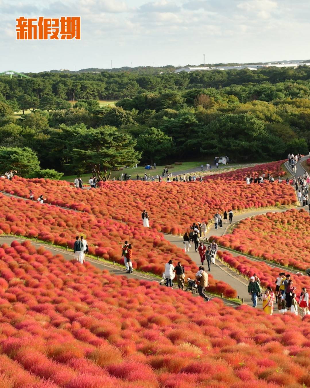 日本 (圖片來源:官方圖片、IBARAKI GUIDE)