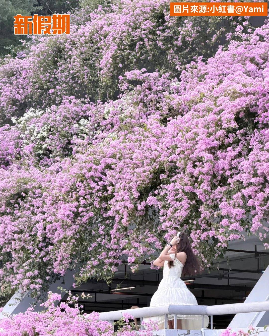 深圳 (圖片來源:官方圖片)