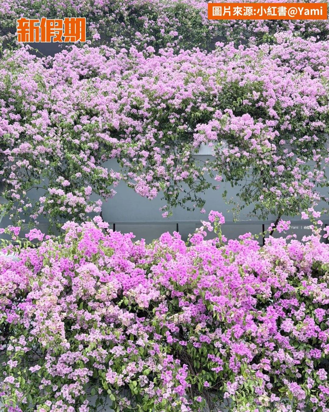 深圳 (圖片來源:官方圖片)