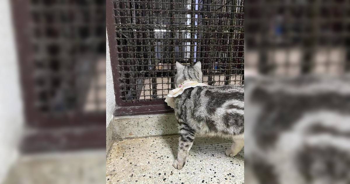 曼谷美國短毛貓抓傷警員被「拘捕」｜警方搞笑拍犯人照：交國際貓咪法庭審理