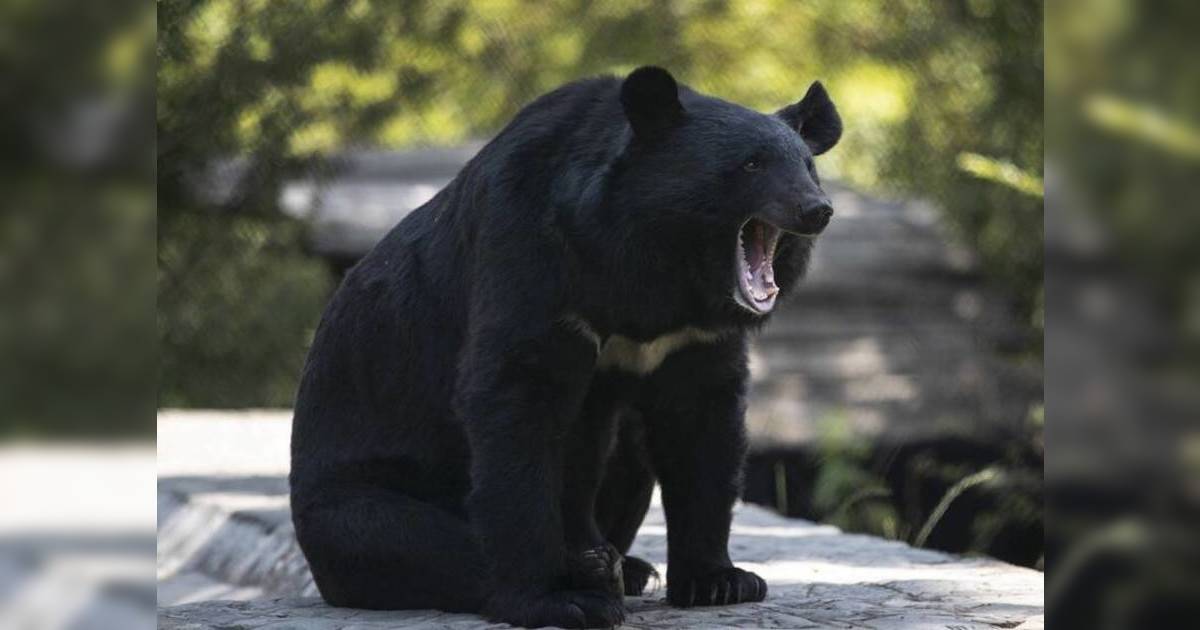 日本野熊釀7死創新高 出沒區域威脅遊客｜專家曝恐怖真相：不冬眠亦不怕人類