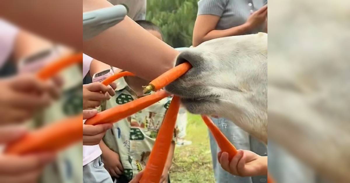 南通動物園羊駝慘況曝光！遭遊客強行餵食至軟癱倒地 網民心痛：眼睛都翻白