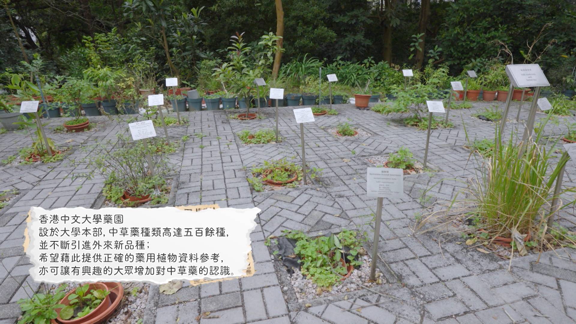梁秉中 馬時亨獅子山精神 梁教授在香港中文大學建立了藥園區,種植超過500種中草藥,讓大眾能夠更好地認識中醫。(圖片來源:ViuTV)