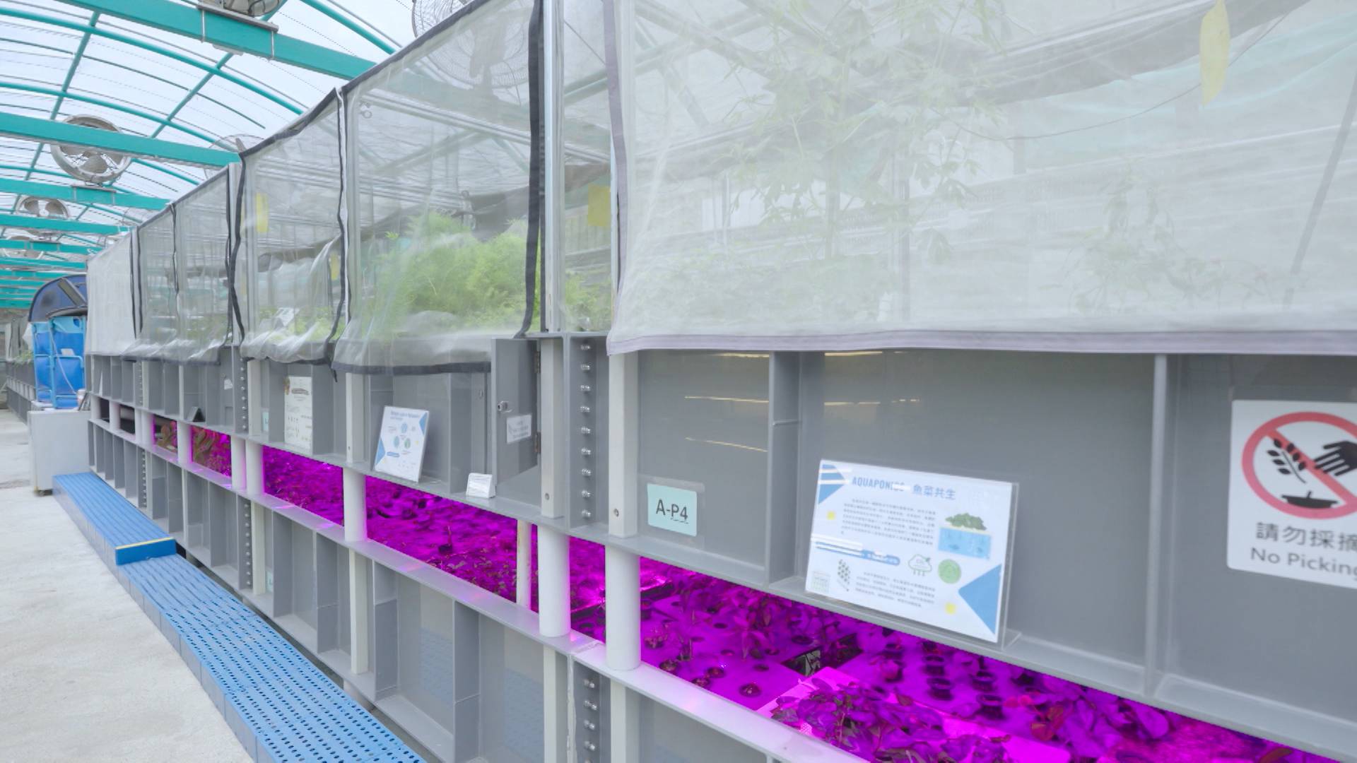 梁秉中 馬時亨獅子山精神 藥園區還正研究魚菜共生項目,利用養魚的水循環來種植蔬菜,以比較傳統耕種和水耕對中藥植物的影響。(圖片來源:ViuTV)