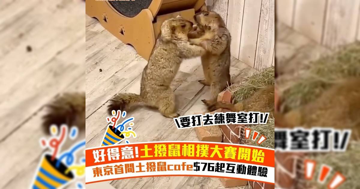 好得意!土撥鼠相撲大賽開始 東京首間土撥鼠cafe$76起互動體驗