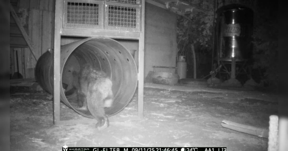 台灣都爆熊災？黑熊爬窗覓食嚇壞村民｜12公斤幼熊營養不良被捕獲！