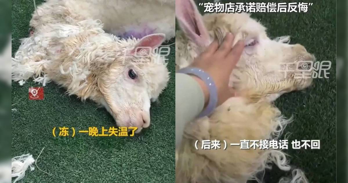 送羊駝去寵物店洗澡竟慘死｜員工一離譜原因「Hea做」釀悲劇