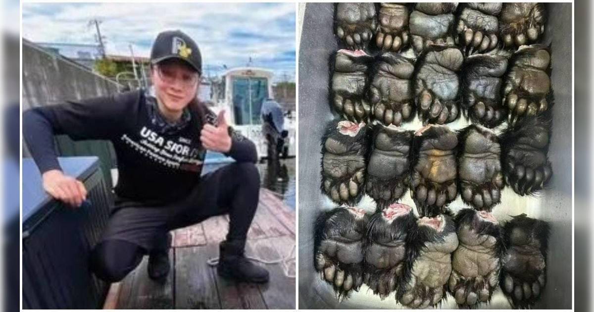 日本熊災｜內地90後男日本做獵人7年收入曝光｜首次獵熊子彈用完險被反殺！