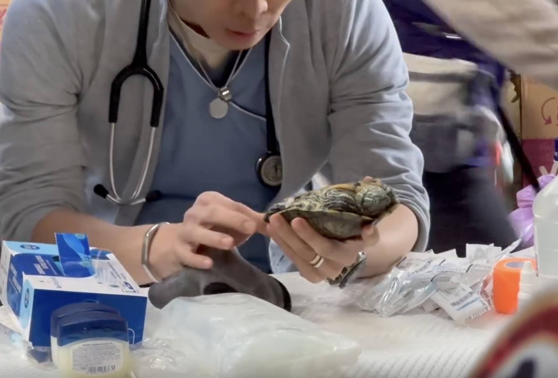 馬啟豪 獸醫 馬啟豪獸醫在火災現場為受傷動物進行義診!(圖片來源:Threads@bbbithiah圖片)